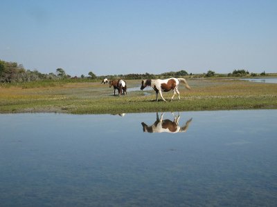 Things To Do Saltwater Pony Tours 